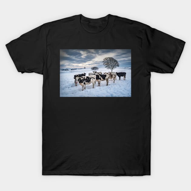 Cows in a Snowy Field with Trees T-Shirt by TonyNorth